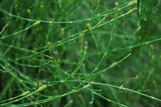 Equisetum rammossimum